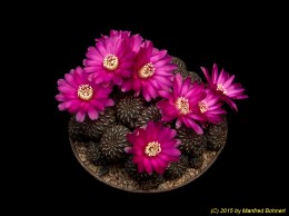 Sulcorebutia tiraquensis v. totorensis HS151 1209